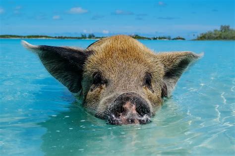 pigs in nassau|How To Swim With Pigs in The Bahamas (Pig Beach)